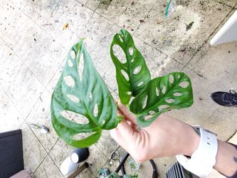 Monstera Adansoni Cutting