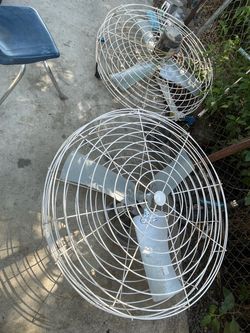 fans