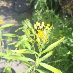 Plant