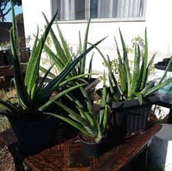 Healthy Aloe Plants