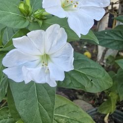 Mirabilis jalapa plant