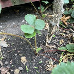 Live Strawberry Plant
