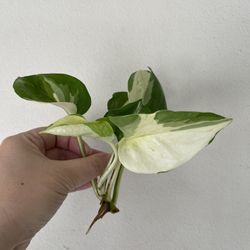 Manjula Plant CUTTING- Active Roots