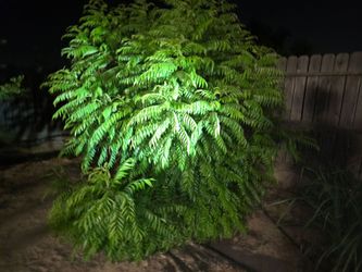 Curry leaves for sale. See description.