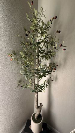olive tree