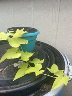 Potato vine plant