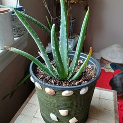 Live Plant Aloe Vera In Nice Pot 