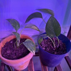 Golden Pothos - See description 