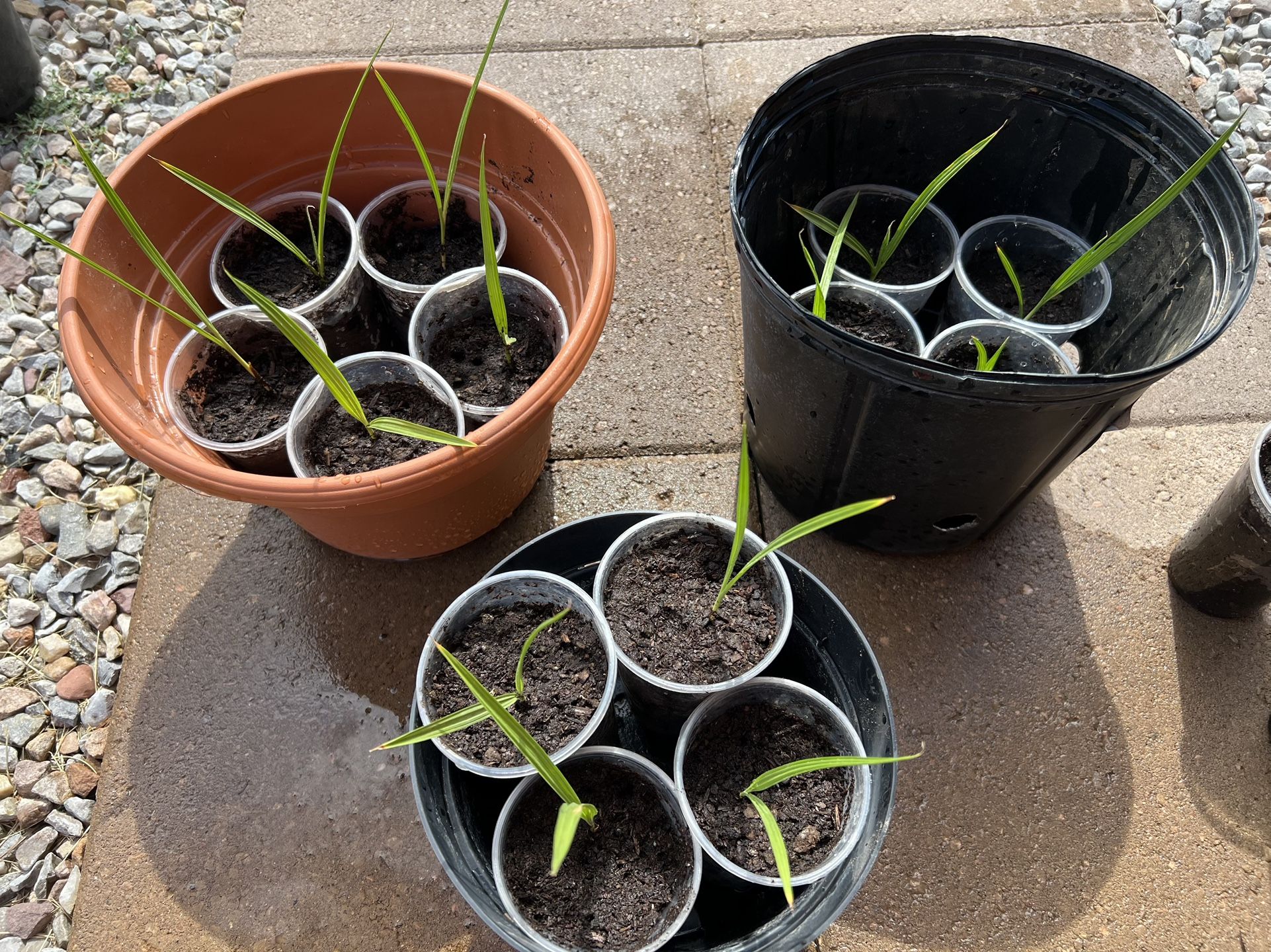 California Fan Palms