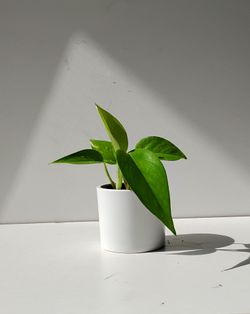 Lush trailing high variegation pothos Money plant/ indoor plant/ house plant flower patio garden