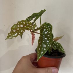 Beautiful Begonia Maculata Plant