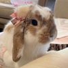 Deni
