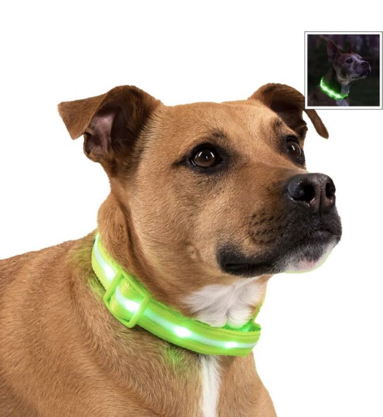 MEDIUM-LED Light Dog 🐕 Collar 