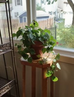 Philodendron Heartleaf