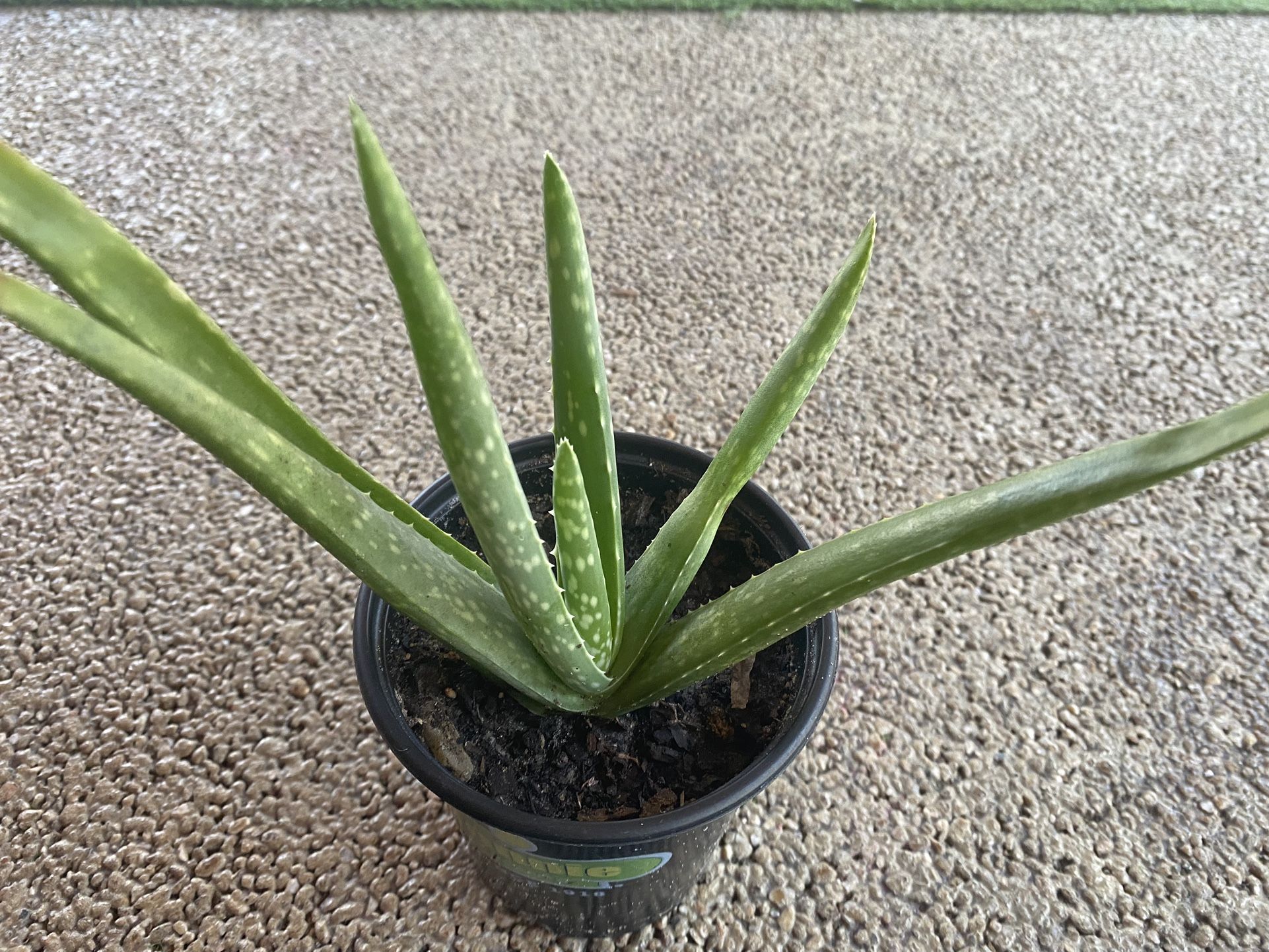 Aloe Vera