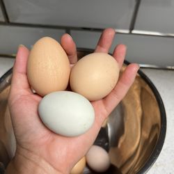 Organic Fresh Eggs