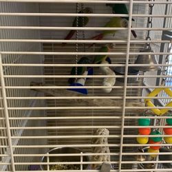 Large Cage For Birds 