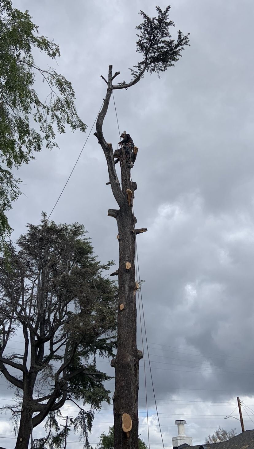 Pine Tree Trim Trimming Trim