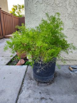 Plants Succulents $10 each