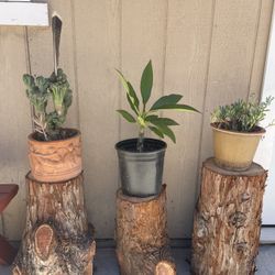 Wood Stumps 