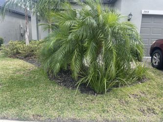 Spring Clean Ups