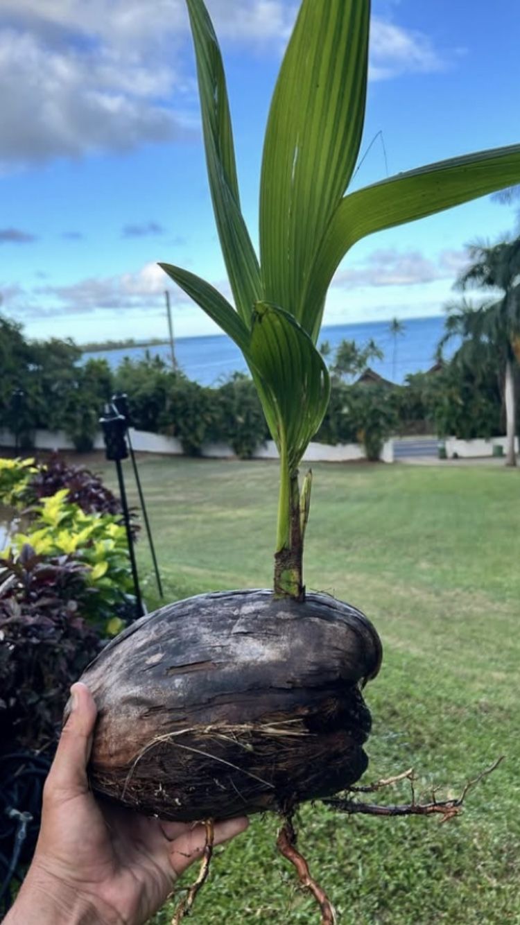 Samoan Keki Coconut 