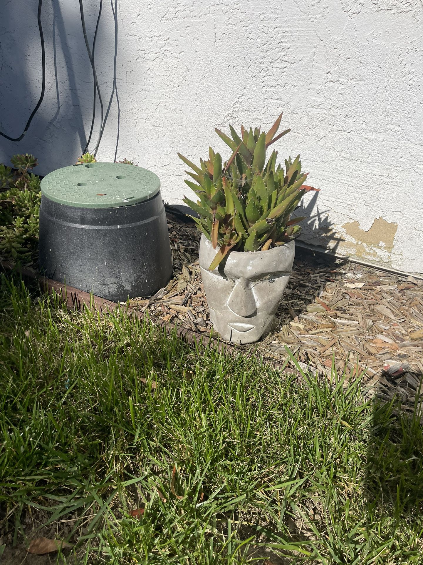 Plant In Interesting Pot