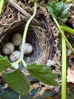 Random bird eggs on my patio