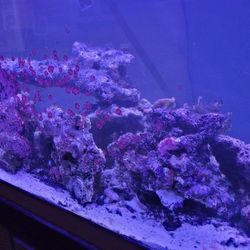 Saltwater Aquarium Aquacultured Live Rock