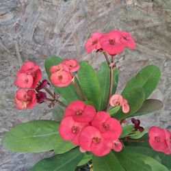 Coronas de cristo. Planta