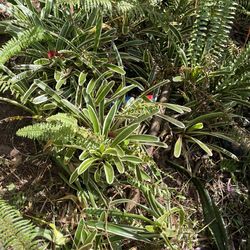 Bromeliads And Ferns