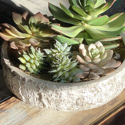 Plant Decor