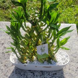 Water Bamboo Plants for Good Luck – Compared at $120
