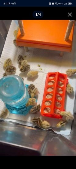 Baby Quail accessories.