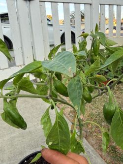 Jalapeño Pepper Plant
