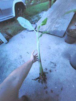 Rooted Blue Java "Ice Cream" Banana trees