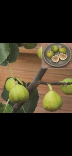 Fig tree white marseilles . 3 gallon.