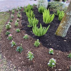 Landscaping Work And Tree Trimming 