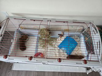 Guinea pig accessories