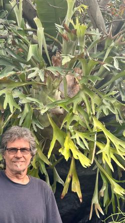 ENORMOUS Hanging Staghorn Fern
