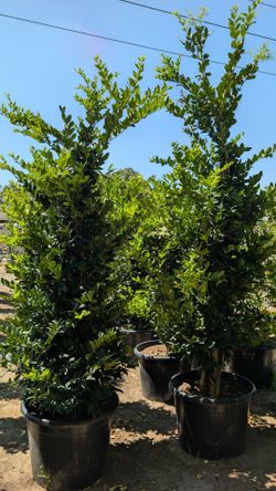 Waxleaf Privet