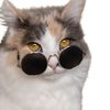 Mycatsmells 