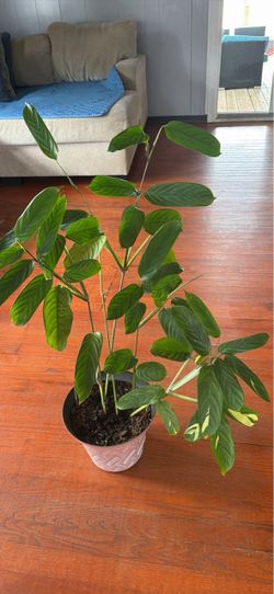 Plant