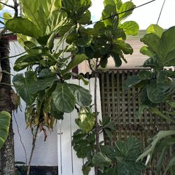 Tall healthy Fiddel leaf tree 