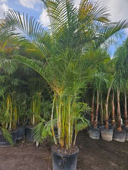 arecas and Christmas palms over 10  feet tall Instant privacy Hedge and decoration