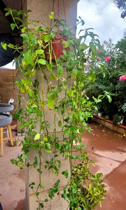 Hanging Suculent Plant