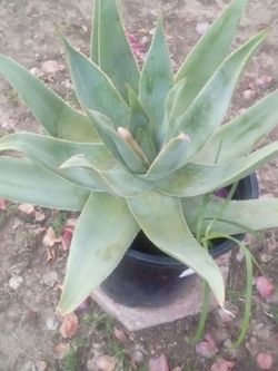 Large Ghost Aloe – 5 Gallon, Unique Color
Aloe Fantasma Grande – 5 Galones, Color Único