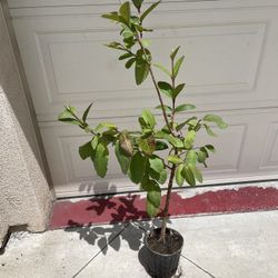 Healthy Thai Guava Fruit Tree Plant 