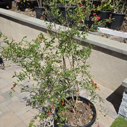 Sweet Pomegranate Tree - 5ft Tall, 15 Gal