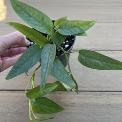 Epipremnum Pinnatum ‘Cebu Blue’ comes in a 4” nursery pot. Check profile for more plants 